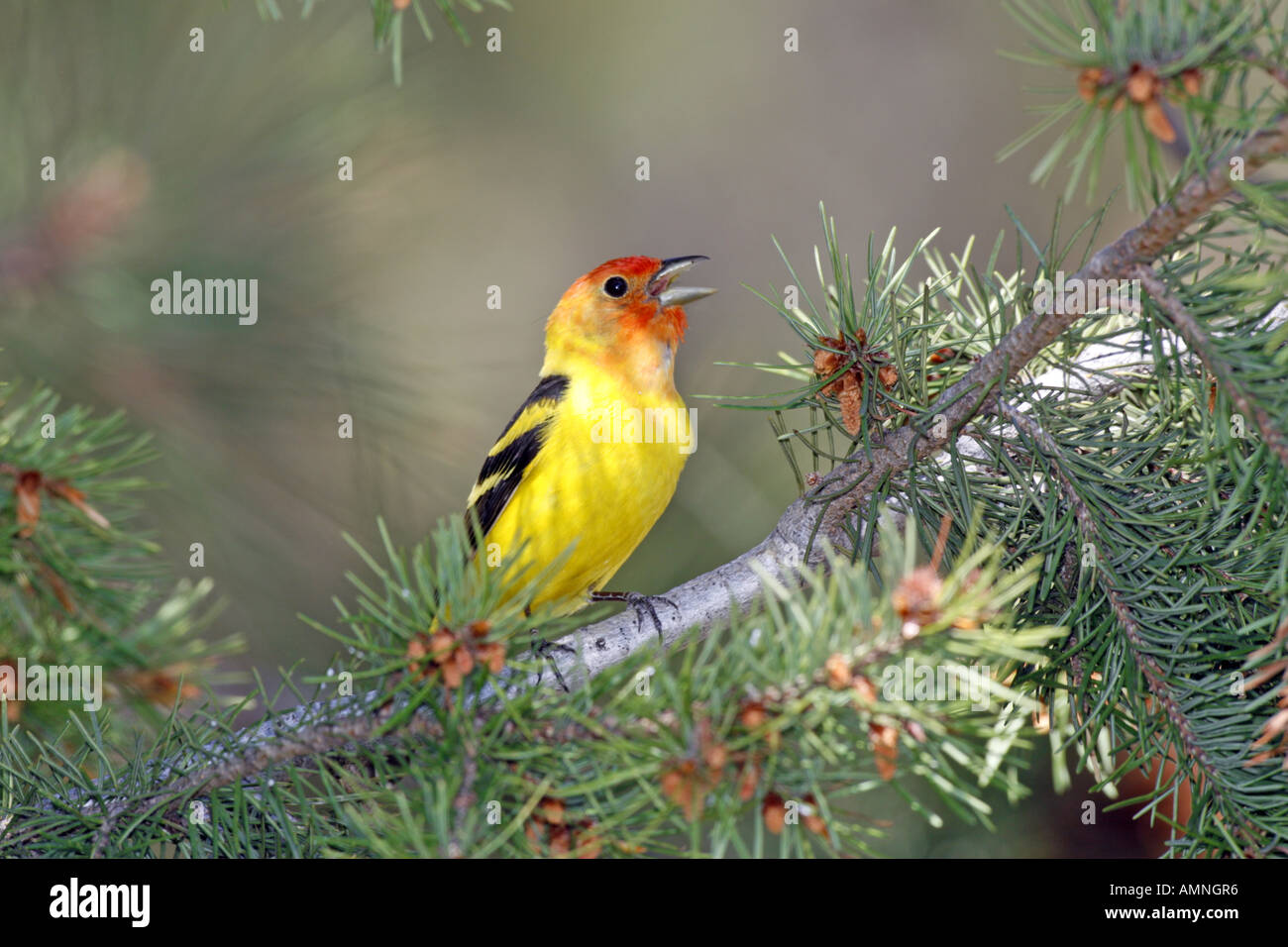 Western Tanager Singing in Pine Tree Stock Photo