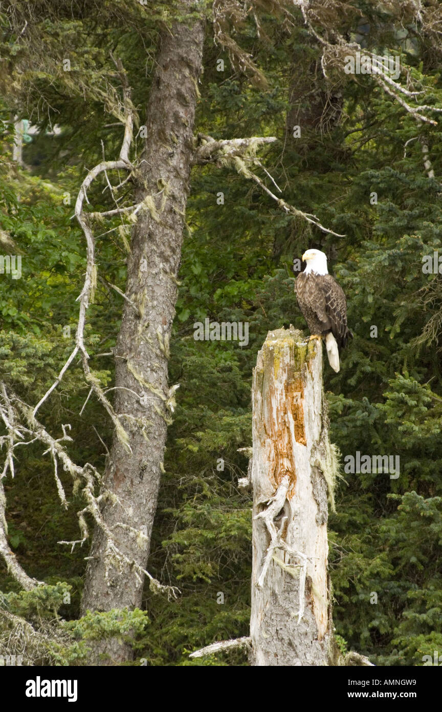 ALASKA BALD EAGLE PERCHED ON TREE STUMP SURROUNDED BY OLD GROWTH FOREST KACHEMAK BAY NEAR HOMER Stock Photo