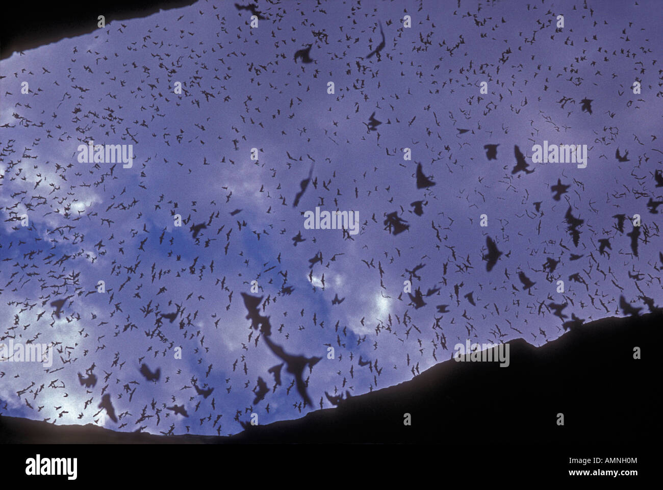 Mexican Freetail Bats (Tadarida brasiliensis) Emerging from Cave New