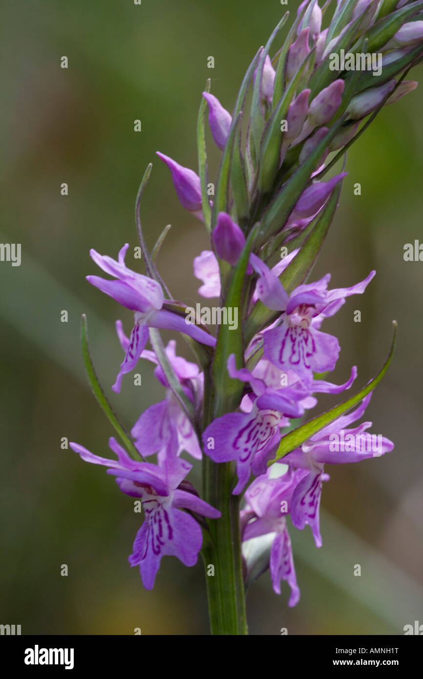 spotted bog orchid Stock Photo
