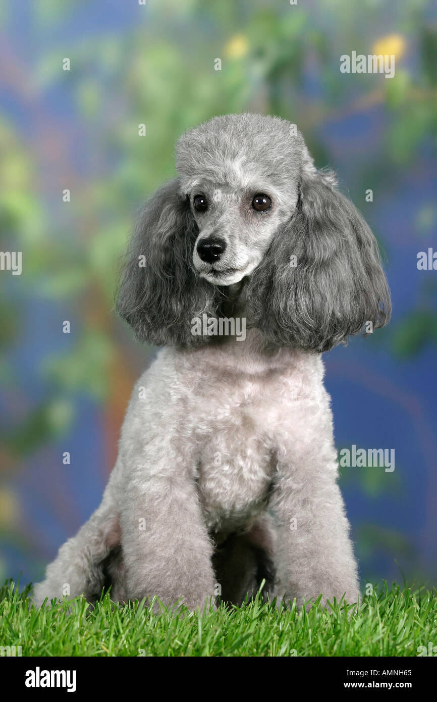 Toy Poodle silver Zwergpudel silber aussen outdoor Studio Stock Photo