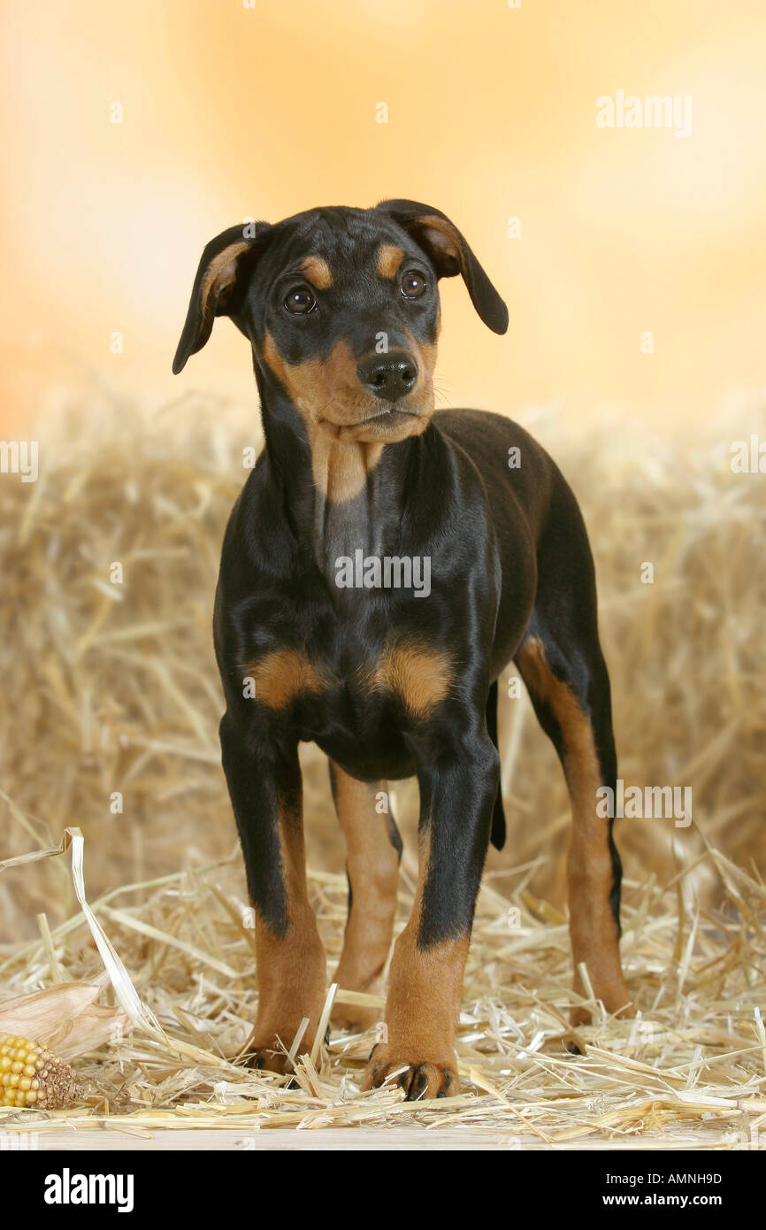 German Pinscher puppy 10 weeks Deutscher Pinscher Welpe 10 Wochen innen