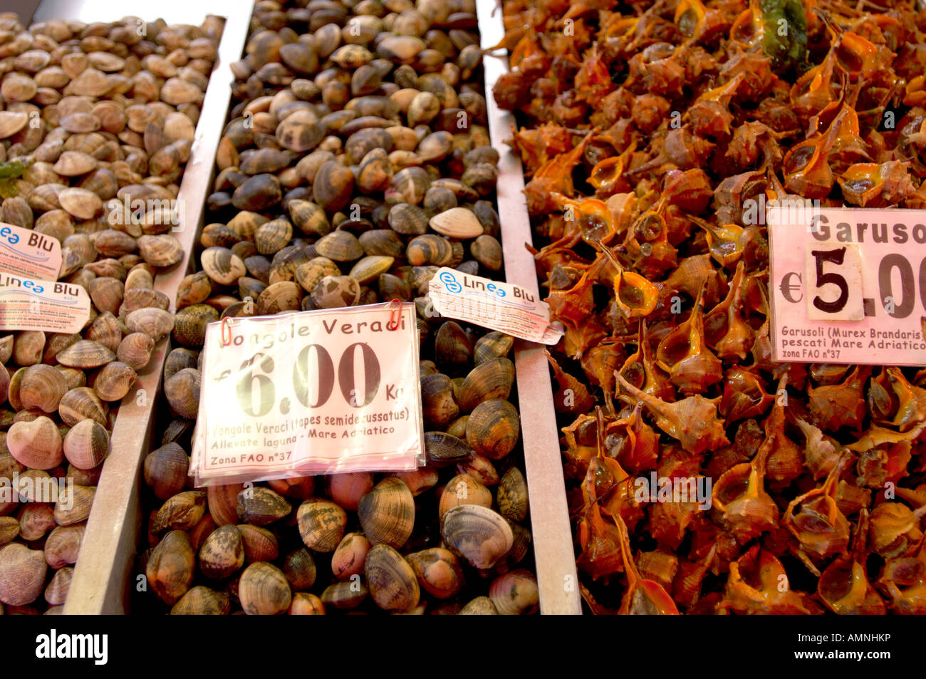Fresh Shell fish market clams Stock Photo Alamy