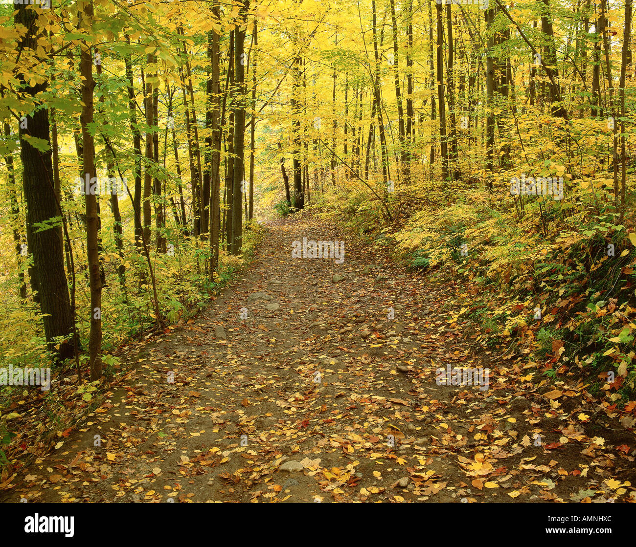 Forest, Rouge River Valley Park, Scarborough, Ontario, Canada Stock