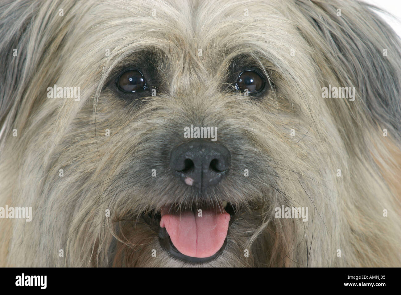 Pyrenean Shepherd Pyrenaeenschaeferhund Pyrenäenschäferhund Pyrenaeen  Schaeferhund Pyrenäen Schäferhund innen Studio indoor Stock Photo - Alamy