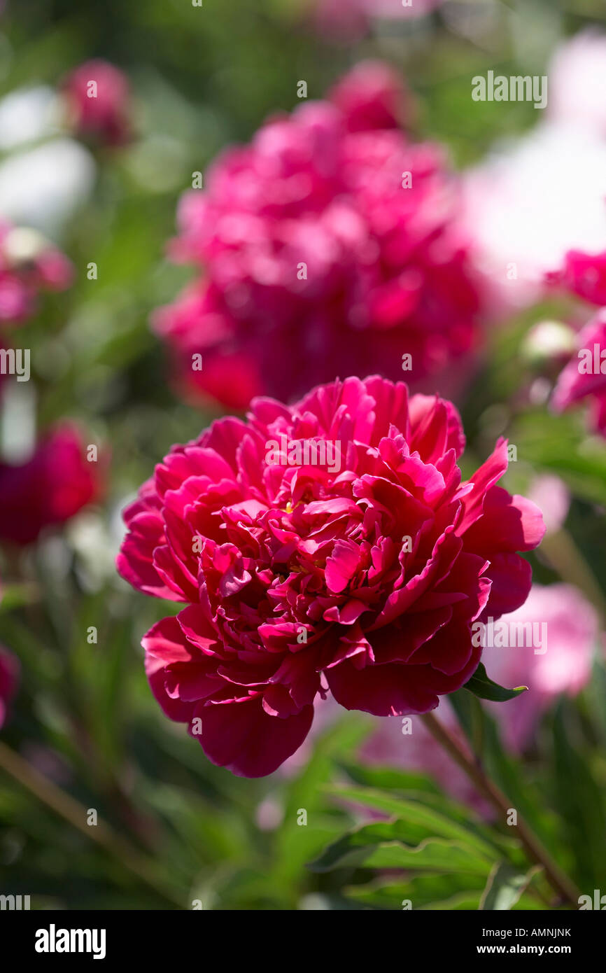 Pink Herbaceous Peony Stock Photo Alamy