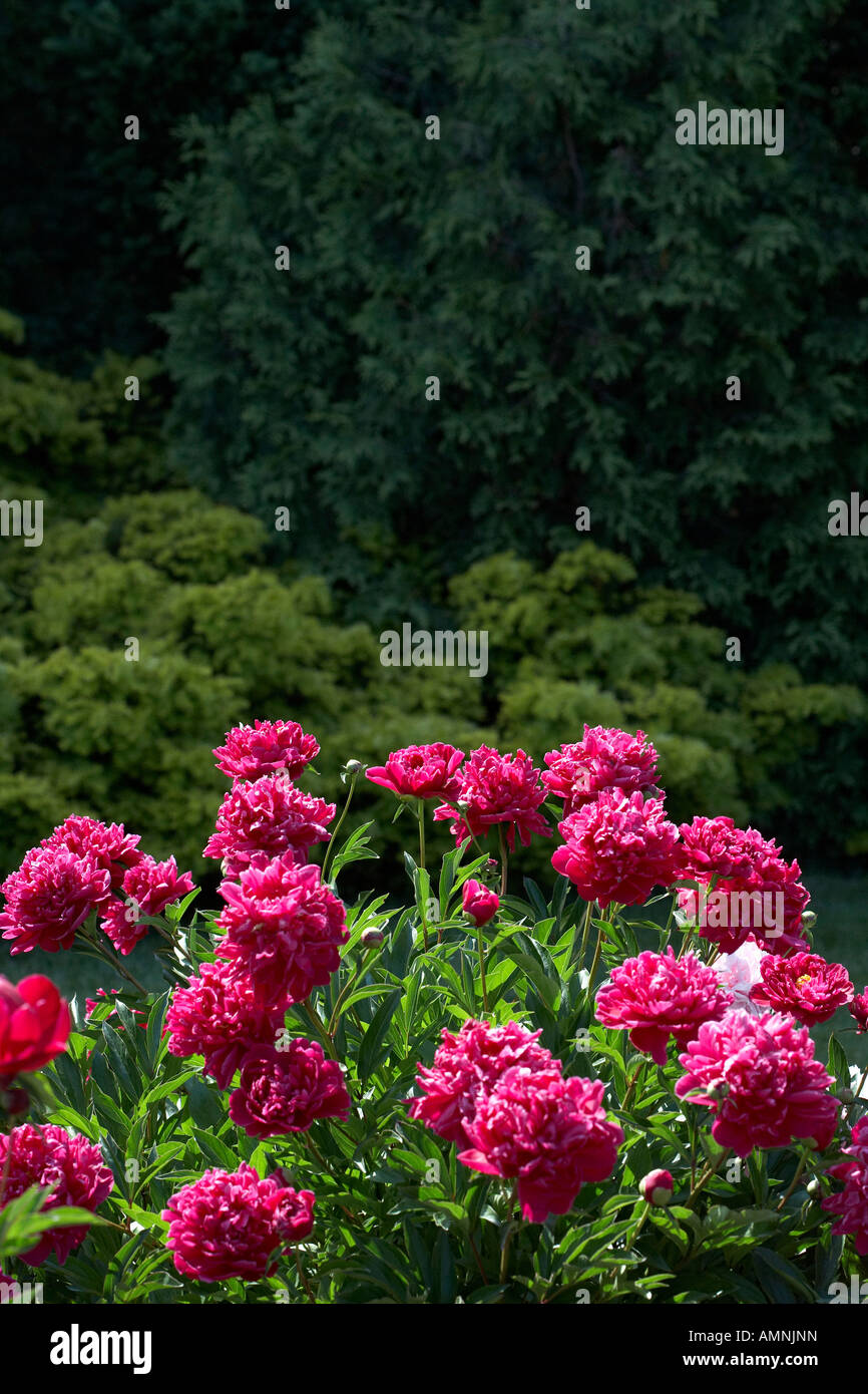 Pink Herbaceous Peonies Stock Photo