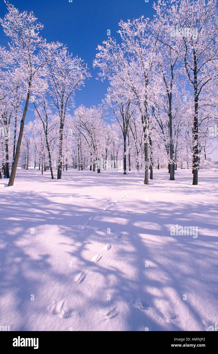 Animal Tracks in Snow Stock Photo