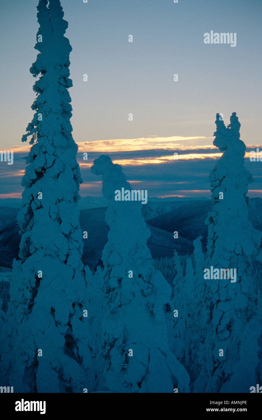 Snow-Covered Trees, Alaska, USA Stock Photo