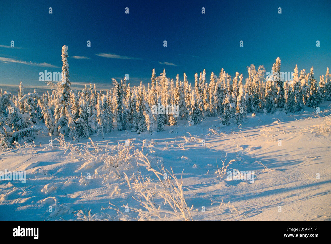 Snow-Covered Trees, Yukon, Canada Stock Photo