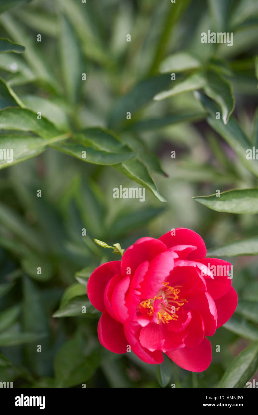 Red Herbaceous Peony Stock Photo