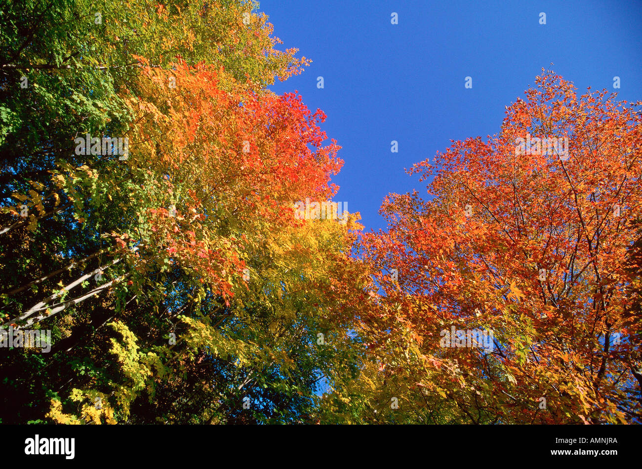 Fall Colours, Gatineau Region, Quebec, Canada Stock Photo