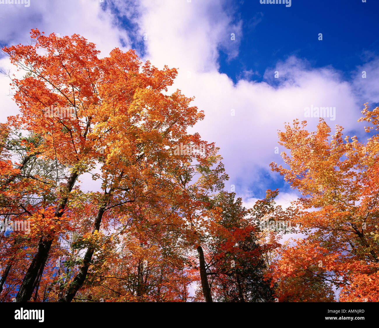 Fall Colours, Gatineau Hills, Quebec, Canada Stock Photo