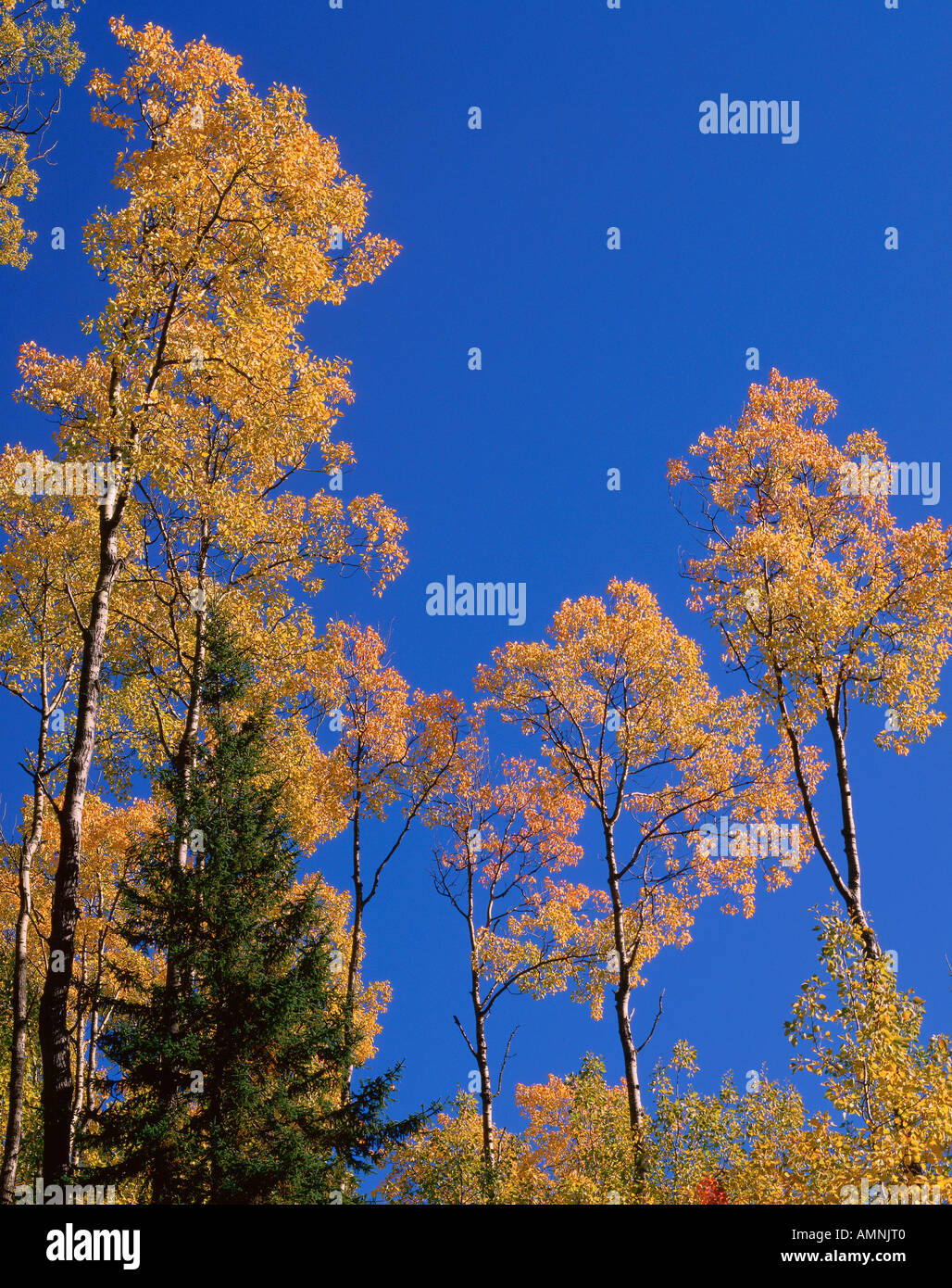 Trees in Autumn, Quebec, Canada Stock Photo