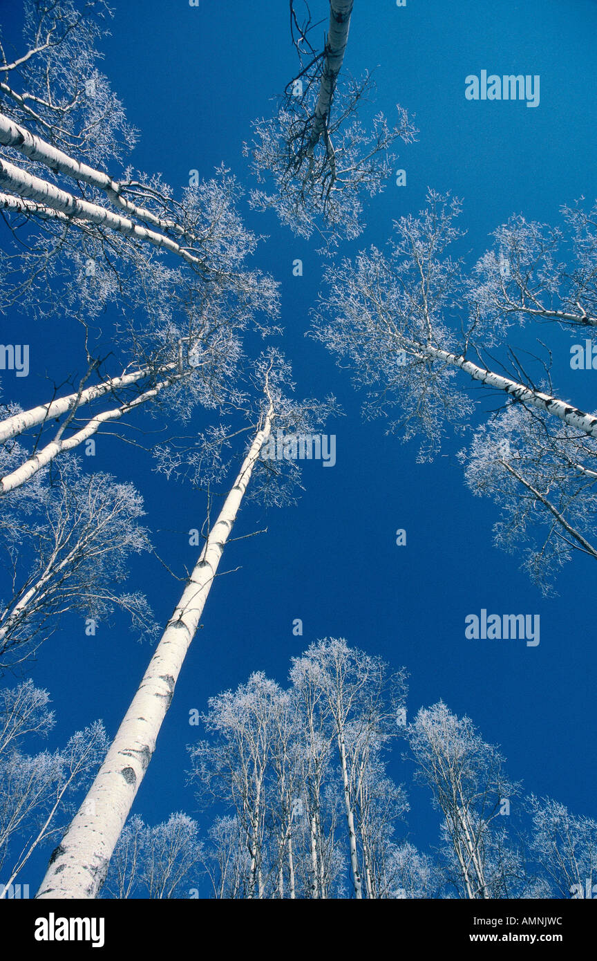 Hoar Frost, 108 Mile House, British Columbia, Canada Stock Photo