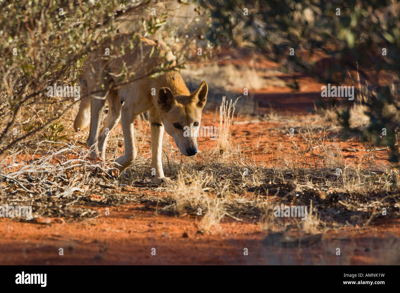 Dingo, Northern Territory, Australia Stock Photo
