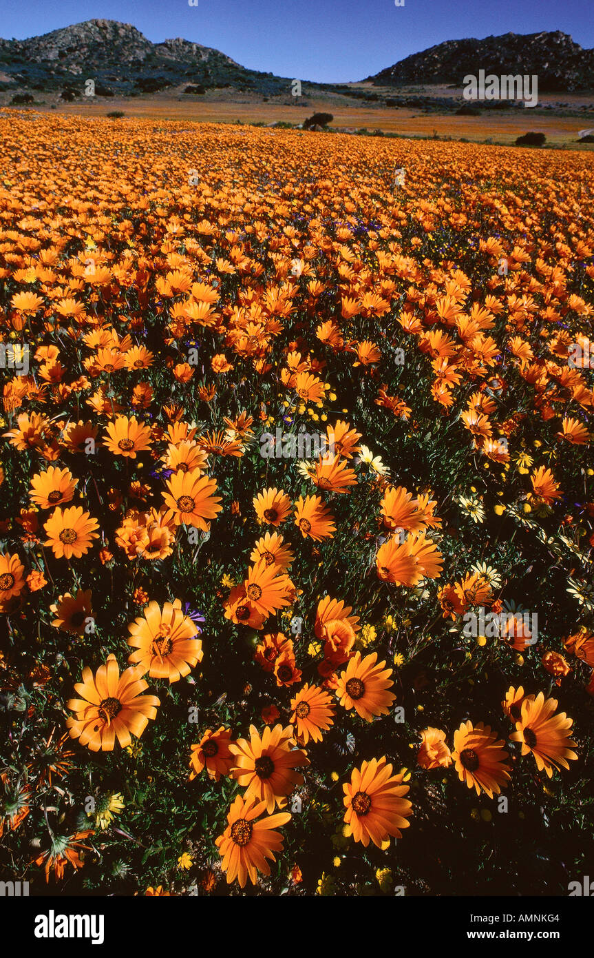 Flowers, Namaqualand, South Africa Stock Photo