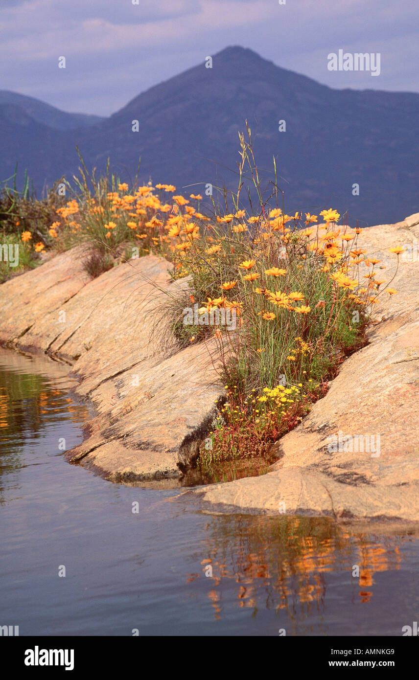 Spring, Namaqualand, South Africa Stock Photo