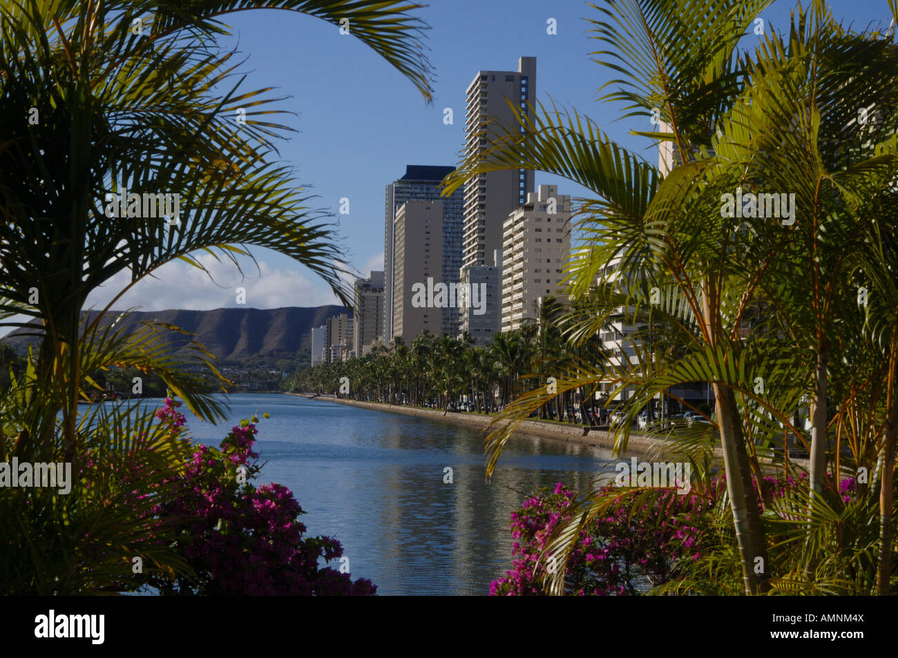Waikiki beach palm tree hi-res stock photography and images - Alamy