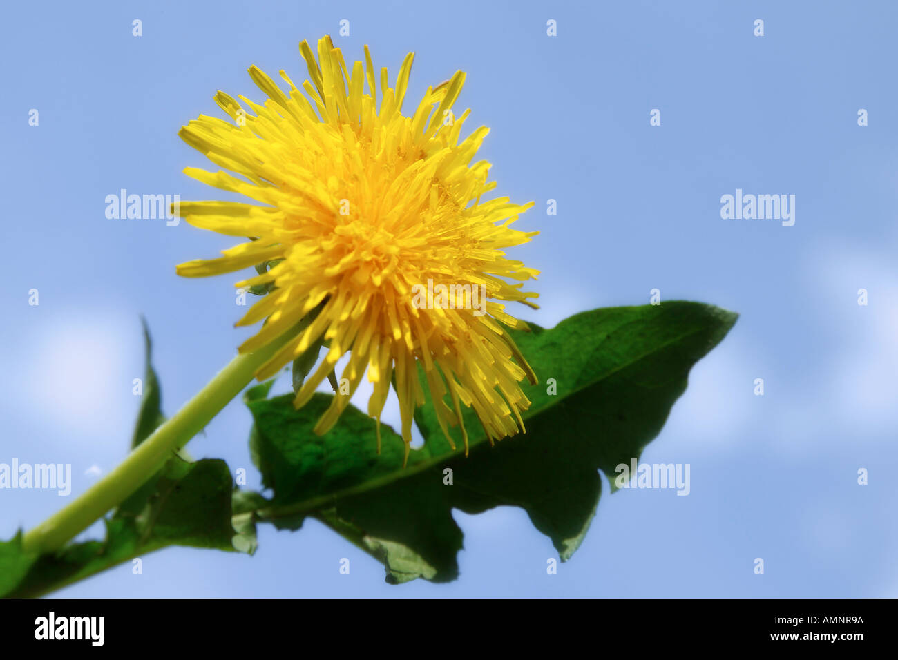 Dandelion (Taraxacum officinale) Stock Photo
