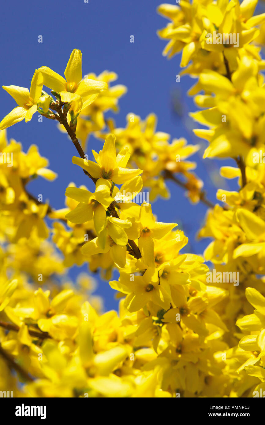 Yellow forsythia suspensa flower hi-res stock photography and images ...