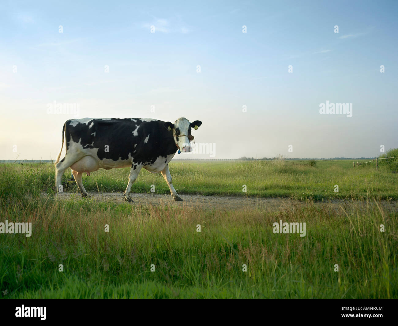 Dairy cow hi-res stock photography and images - Alamy