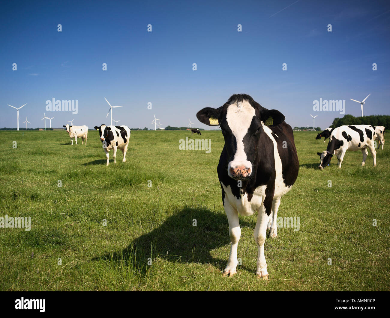 Portrait of Dairy Cows Stock Photo - Alamy
