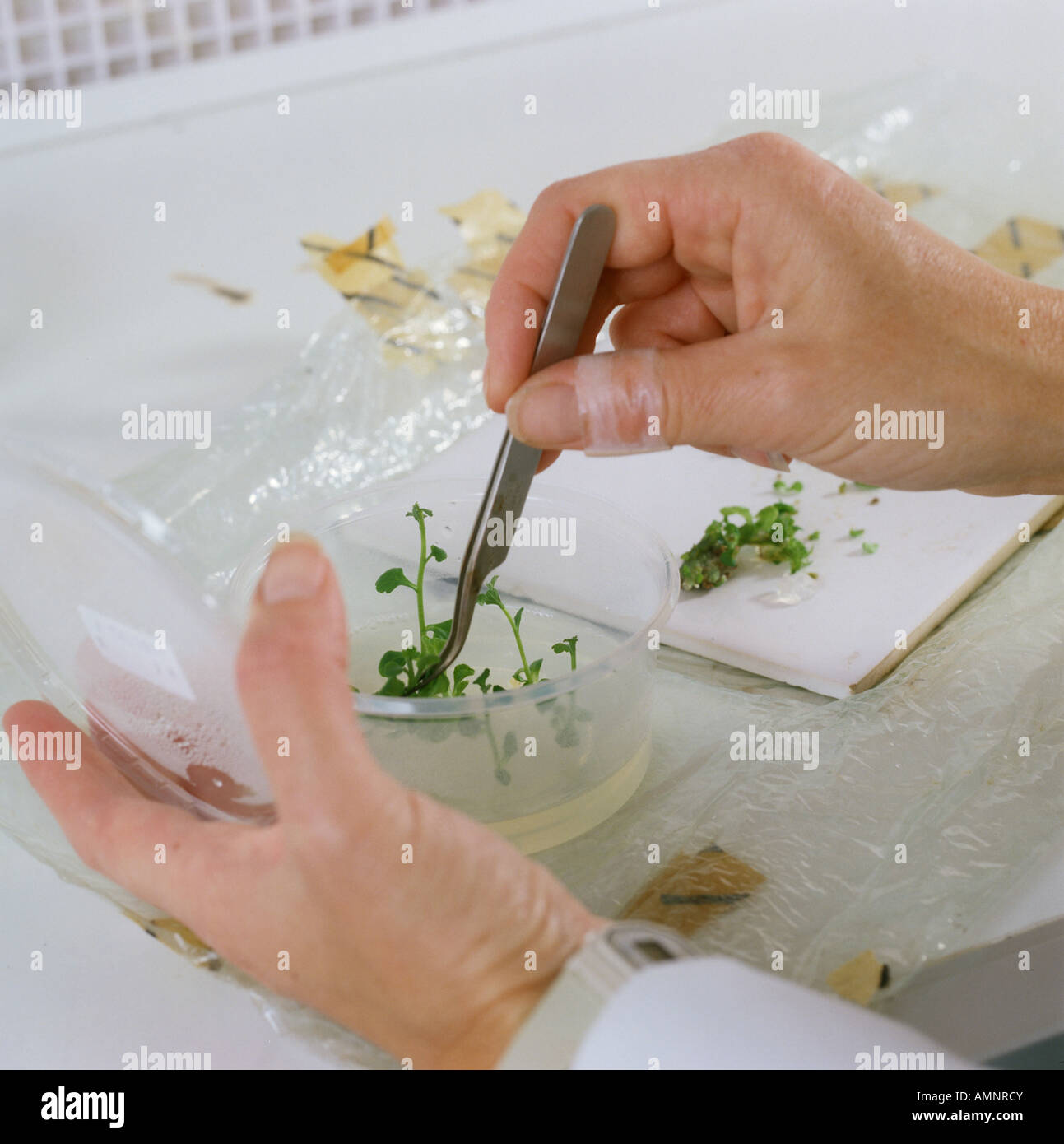 Cutting up cultured tissue for planting as individual plants for micropropogation Stock Photo