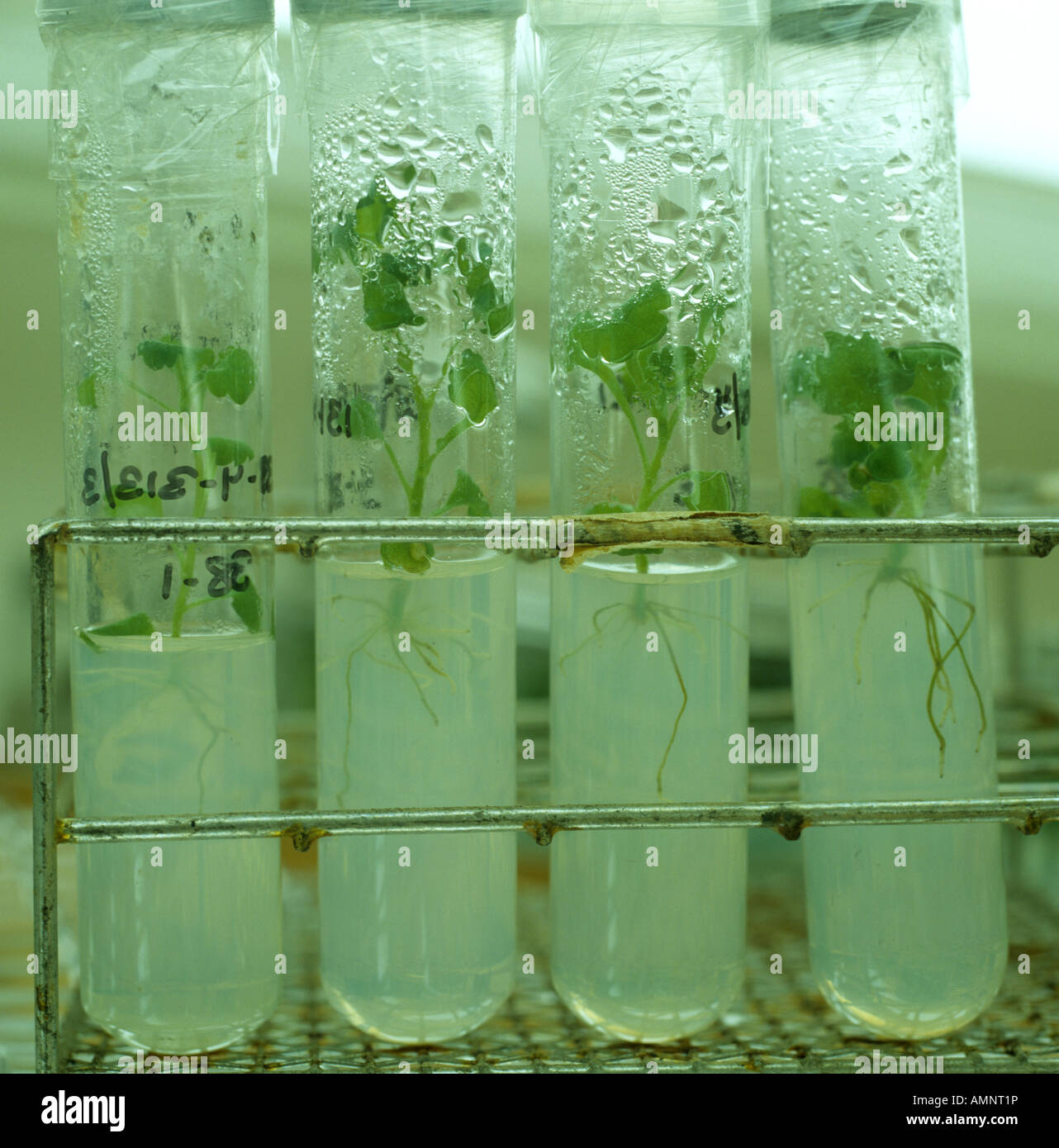 Micropropagation of plant tissue in test tubes reared in a constant environment chamber Stock Photo