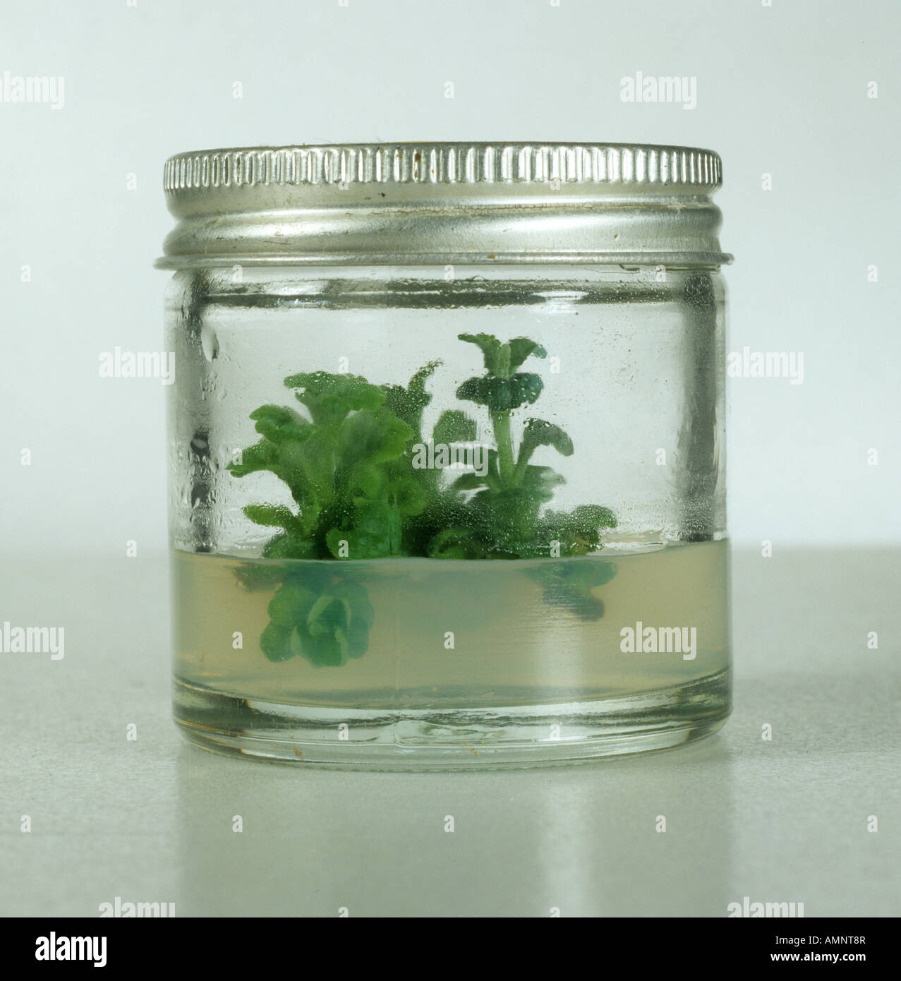 Micropropagated Chrysanthemum plants in a glass jar growing in agar medium Stock Photo