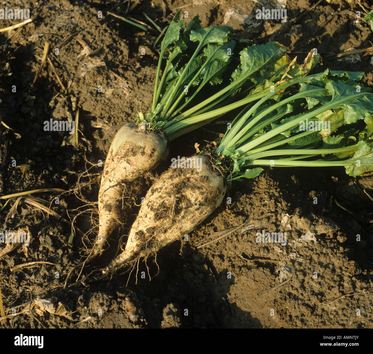 Good examples hires stock photography and images Alamy