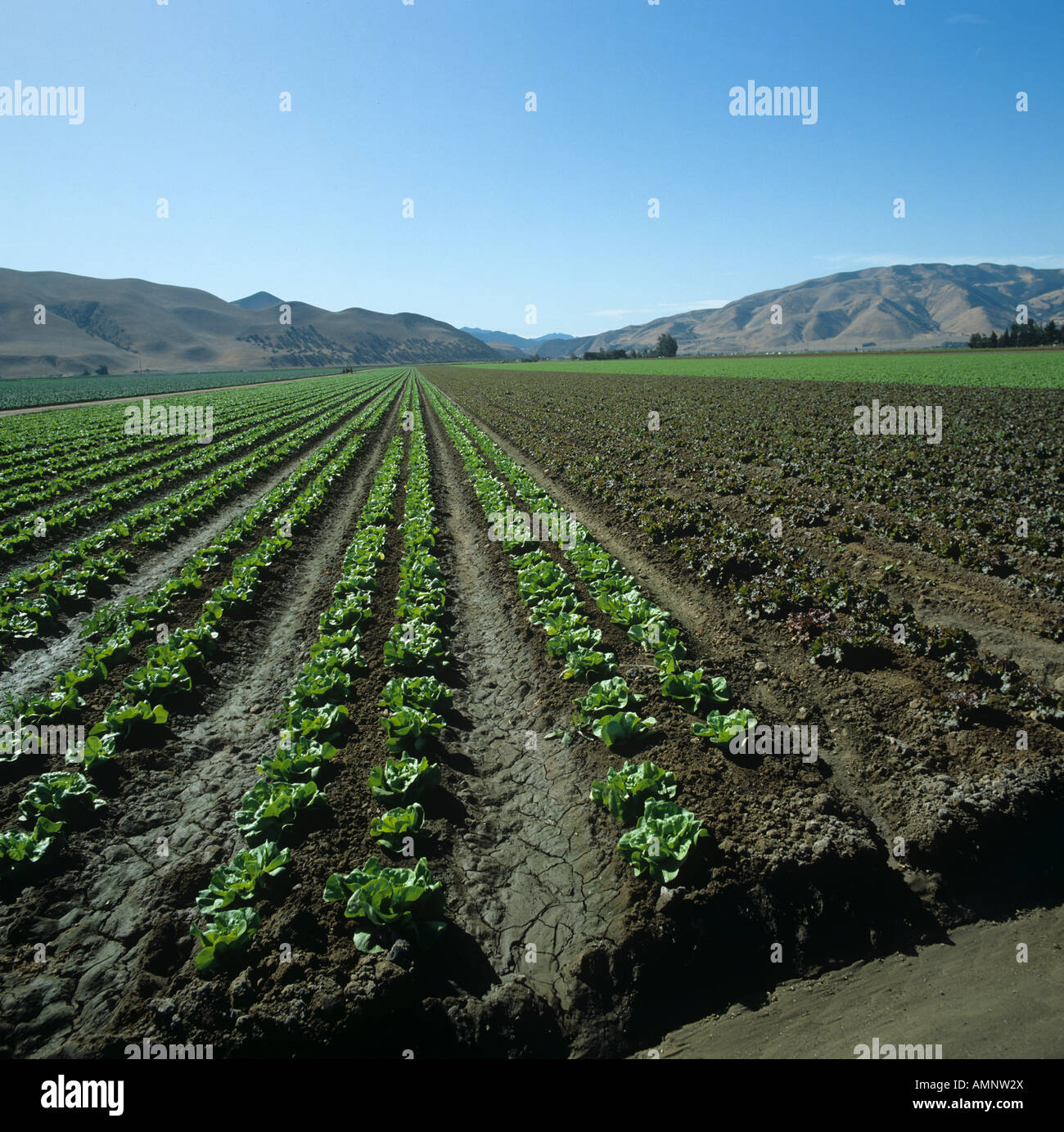 Red and green leaved lettuce crops in valley farming area of California