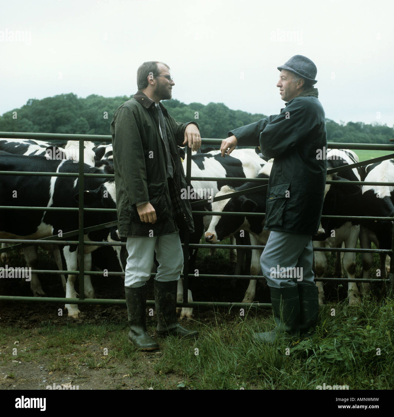 Farmer with adviser at farm gate with Holstein Friesian cows behind Stock Photo
