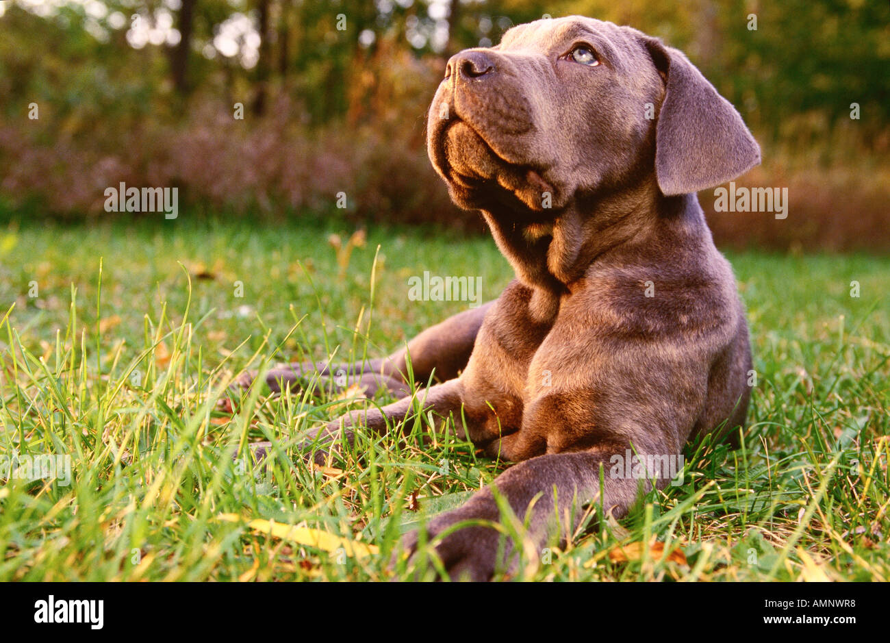 Neapolitan Mastiff Puppy High Resolution Stock Photography And Images Alamy