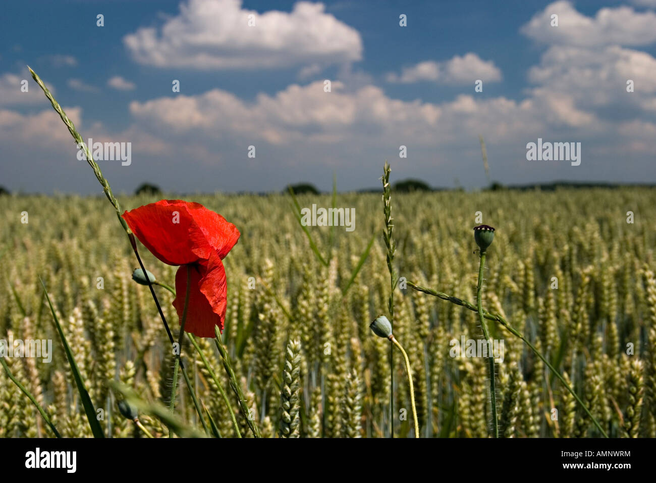 rye field with poppy Stock Photo