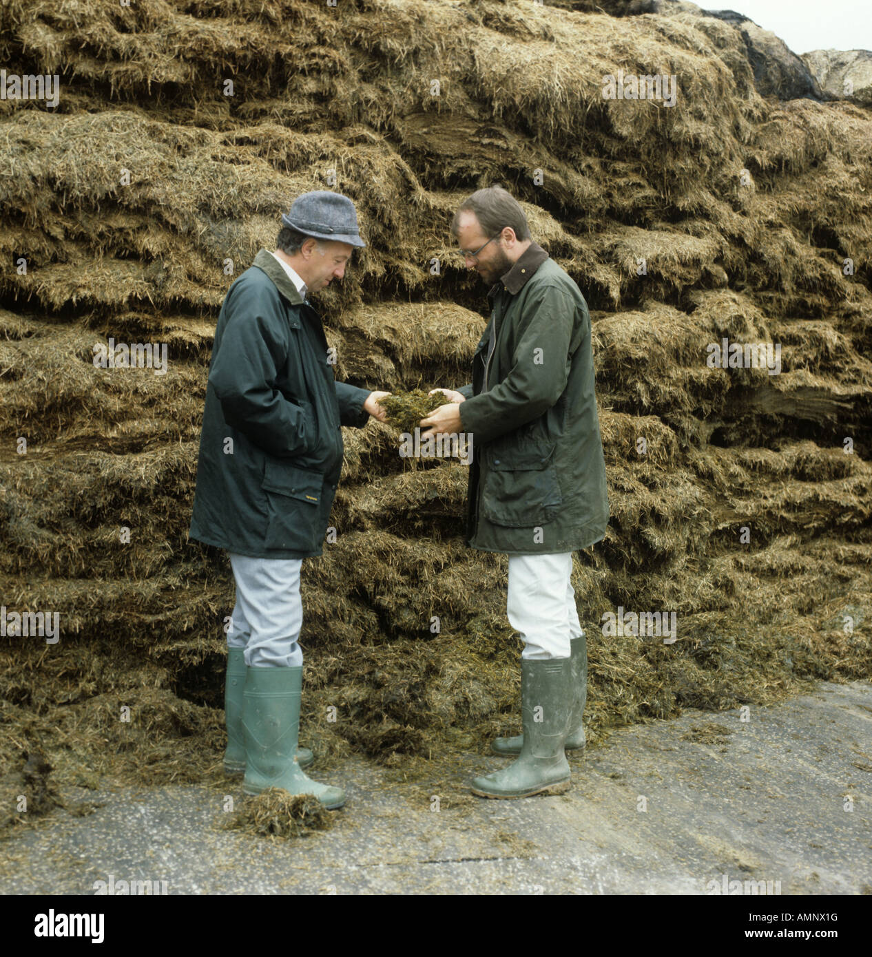 Farmer and adviser examining silage from an open clamp face Stock Photo