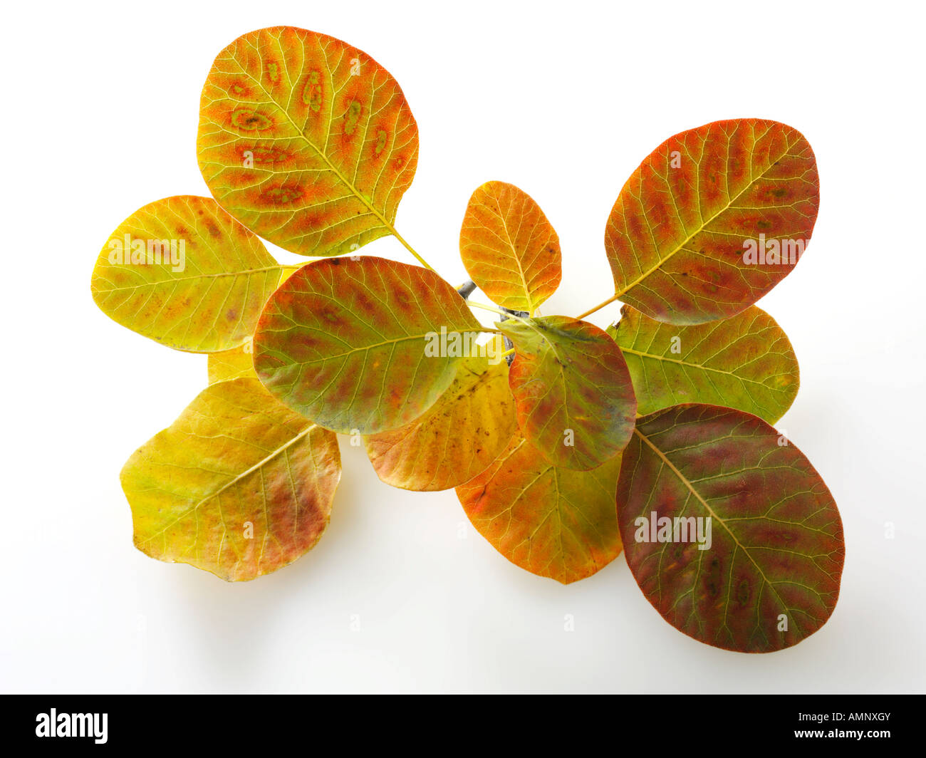 Individual single autumn Fall Leaf against white background. graphic ...