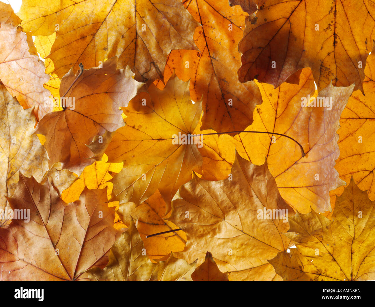 Fallen autumn Fall Leaves  piled on top of each other. Dried colorful leaves with the warm autumnal colors and textures of fall. Stock Photo