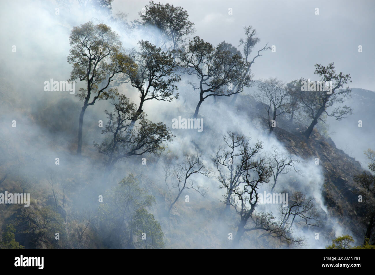 Forest fire trees with smoke Jagat Annapurna Region Nepal Stock Photo