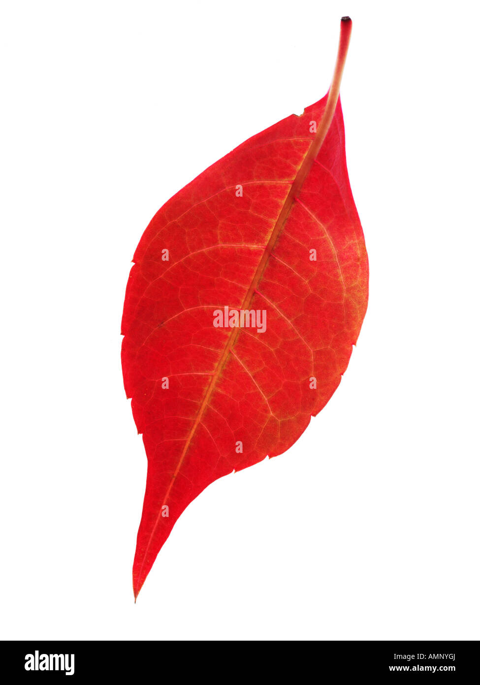 Autumn leaf. Single fall leaf against white. Natural colors and textures. Stock Photo