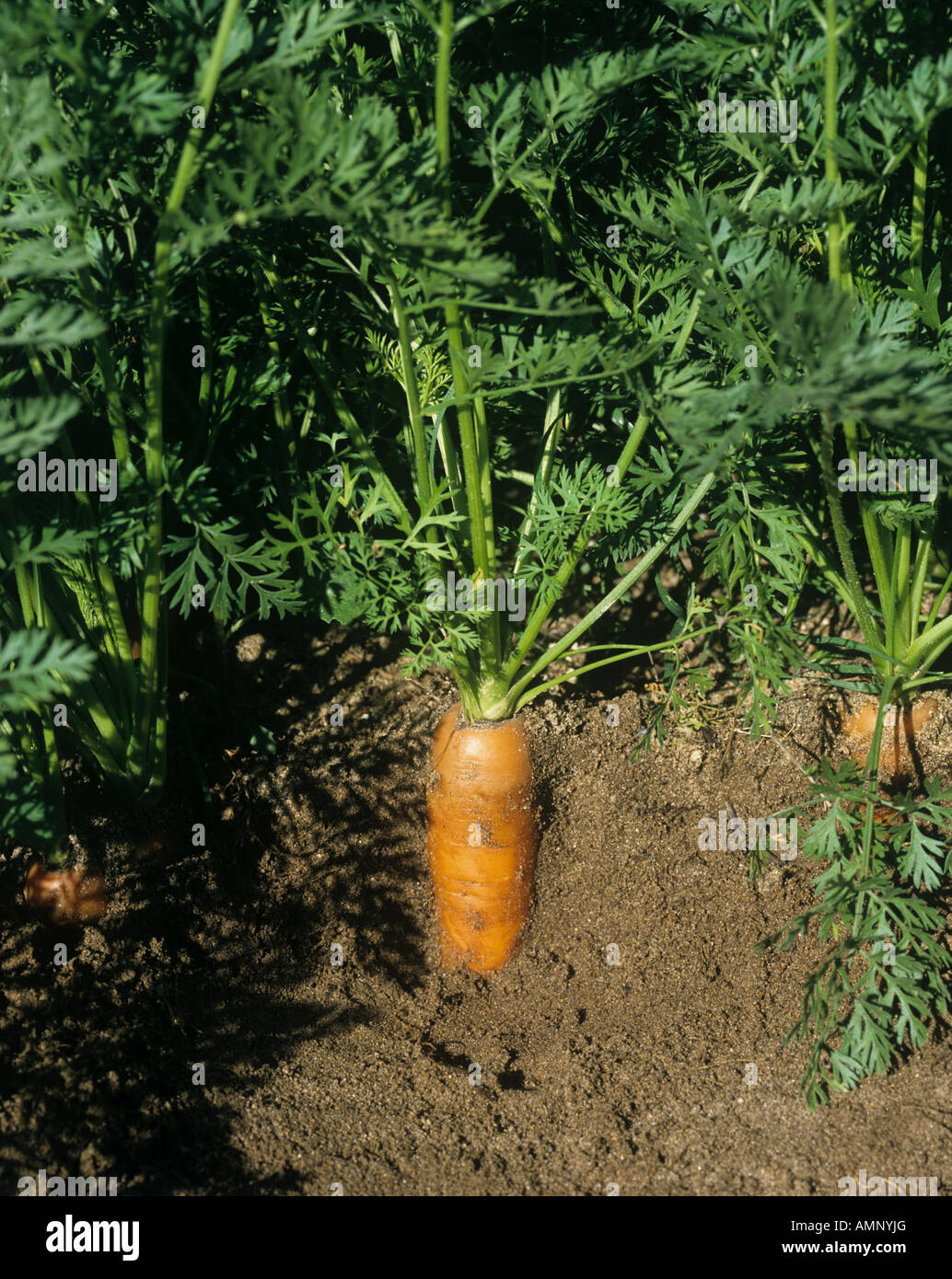 Mature carrot Daucus carota mature crop root exposed in soil Stock Photo