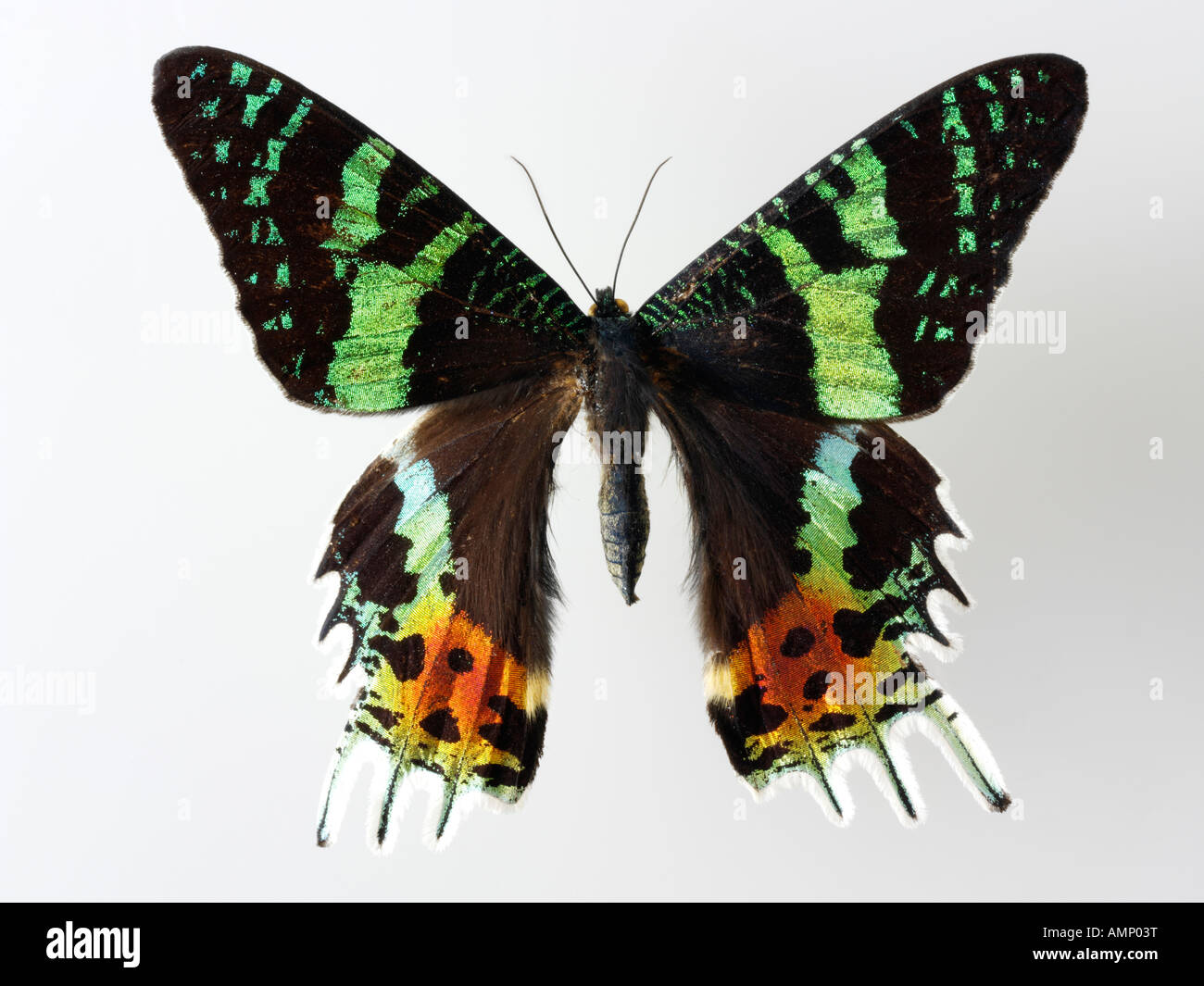 top shot plan view of a swallowtail butterfly, opened winged, against a white background in a studio Stock Photo