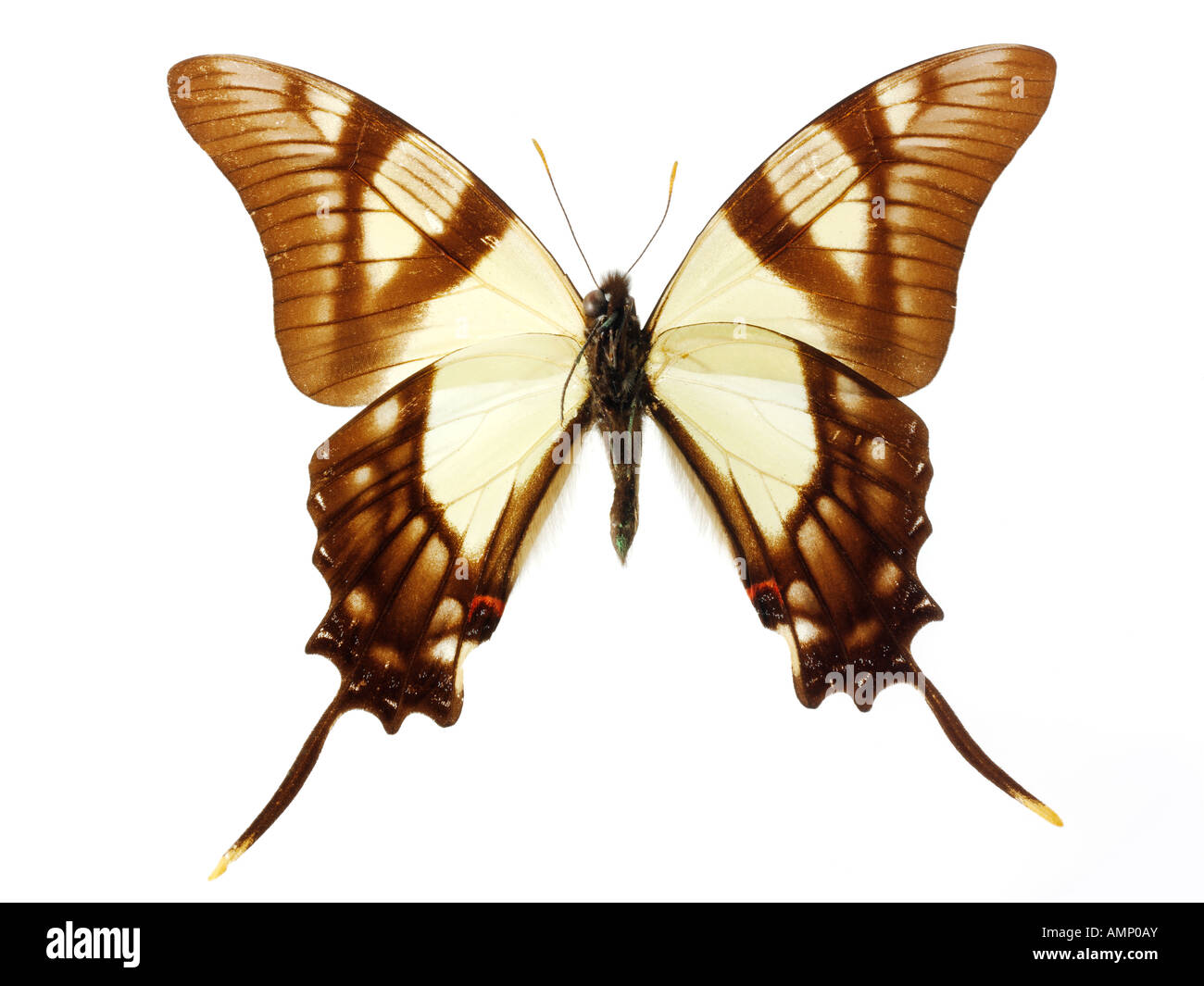top shot plan view of a swallowtail butterfly, opened winged, against a white background in a studio Stock Photo