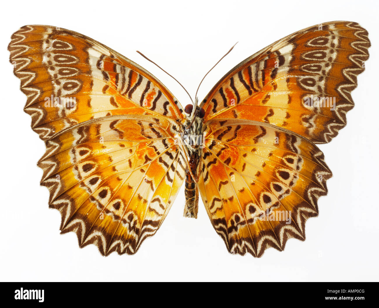 top shot plan view of a Halliconiini fritillary butterfly, opened winged, against a white background in a studio Stock Photo