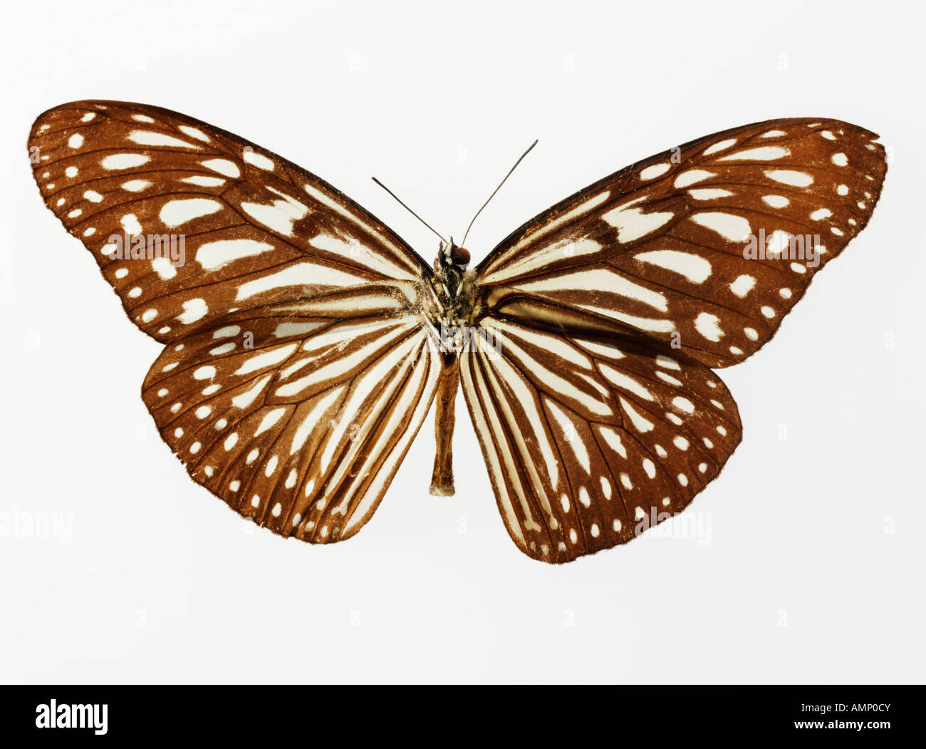 top shot plan view of a Nymphalidae butterfly, opened winged, against a white background in a studio Stock Photo
