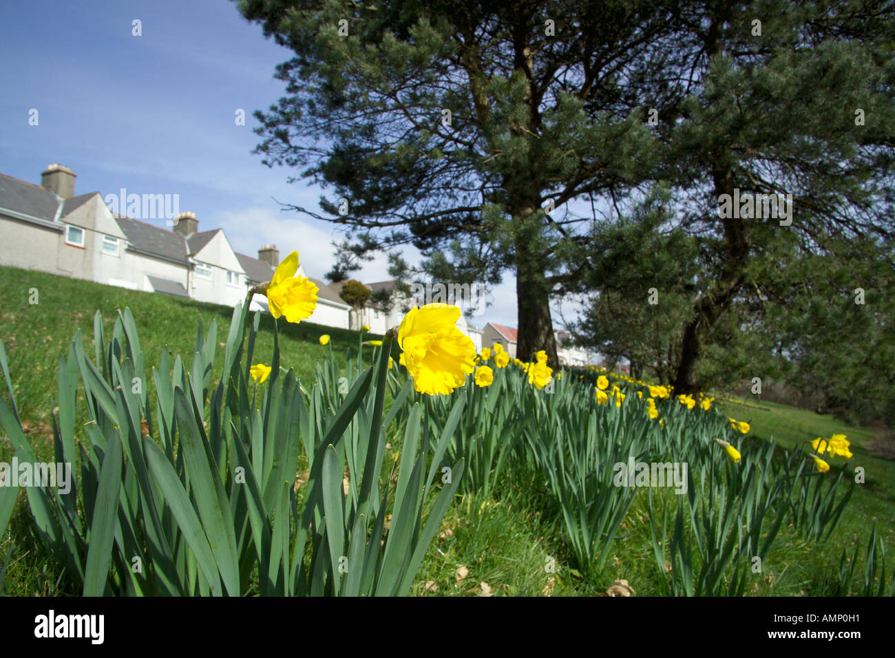 Daffodils Pantycelyn Road Townhill Swansea South Wales Stock Photo Alamy