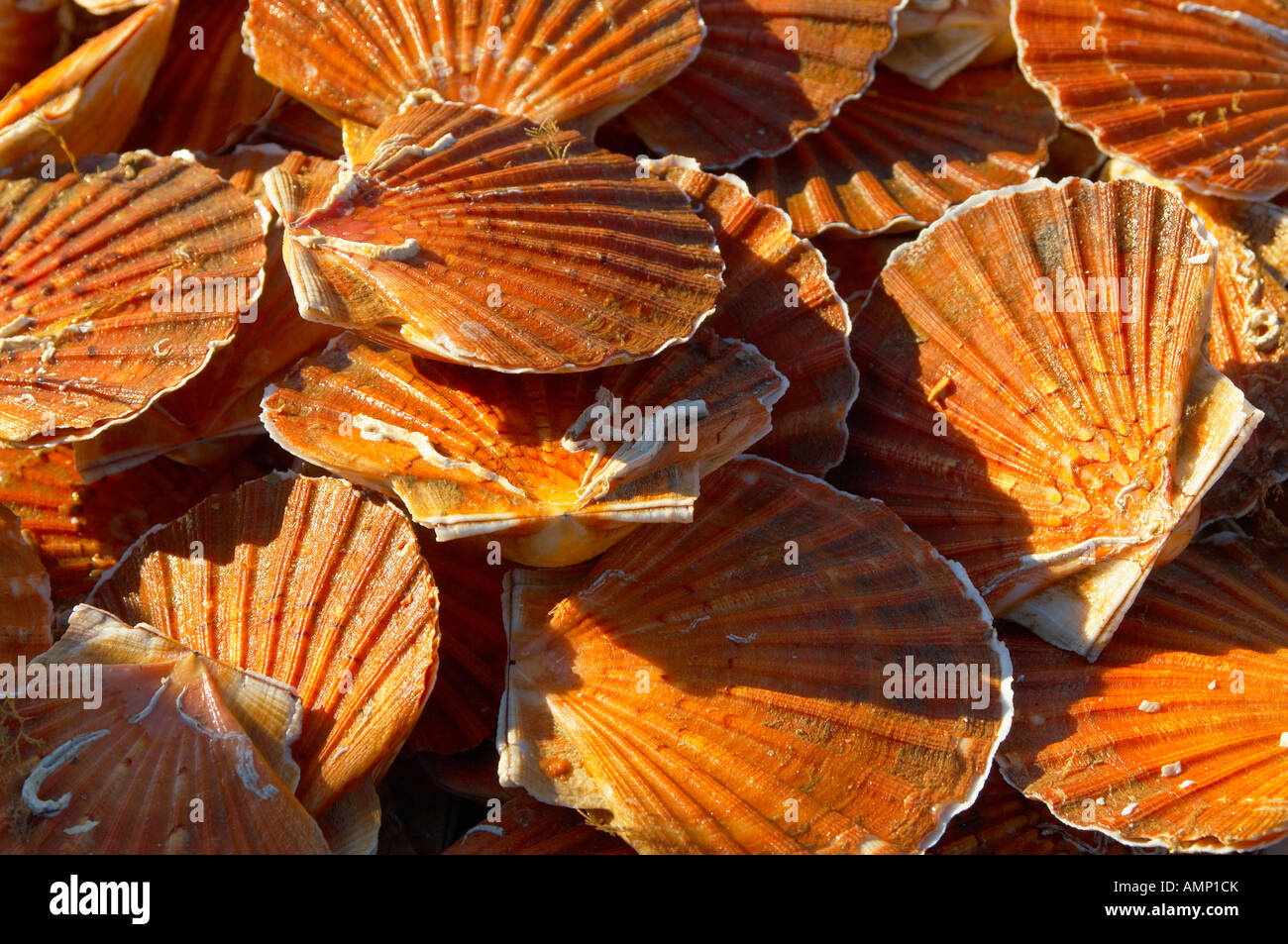 Scallops being landed off a fishing boat Stock Photo