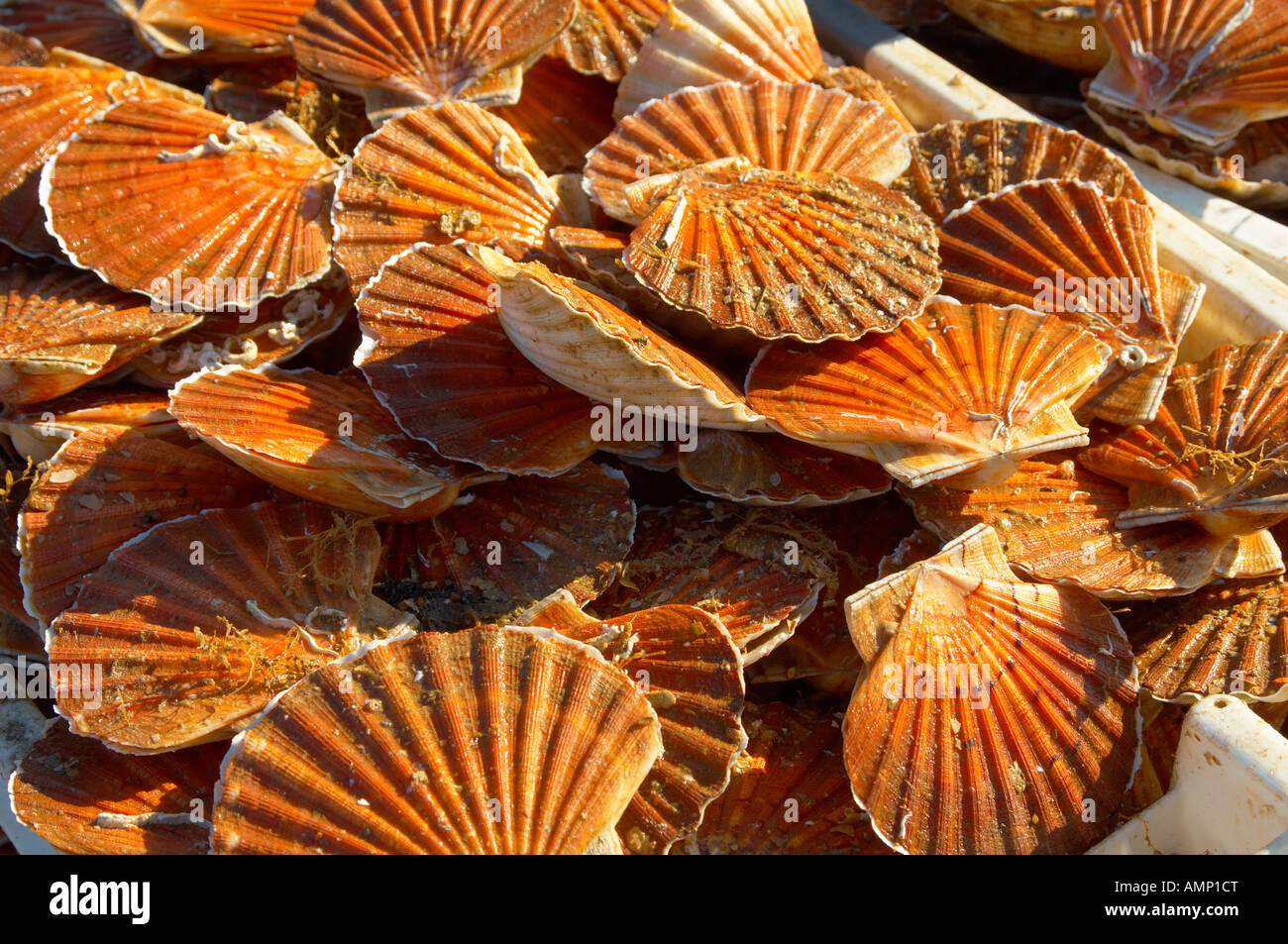 Scallops being landed off a fishing boat Honfleur France Stock Photo