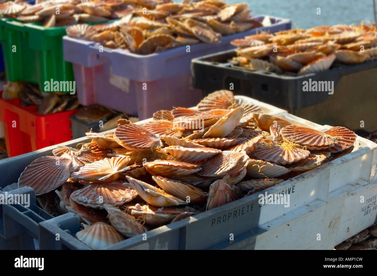 Scallops being landed off a fishing boat Stock Photo