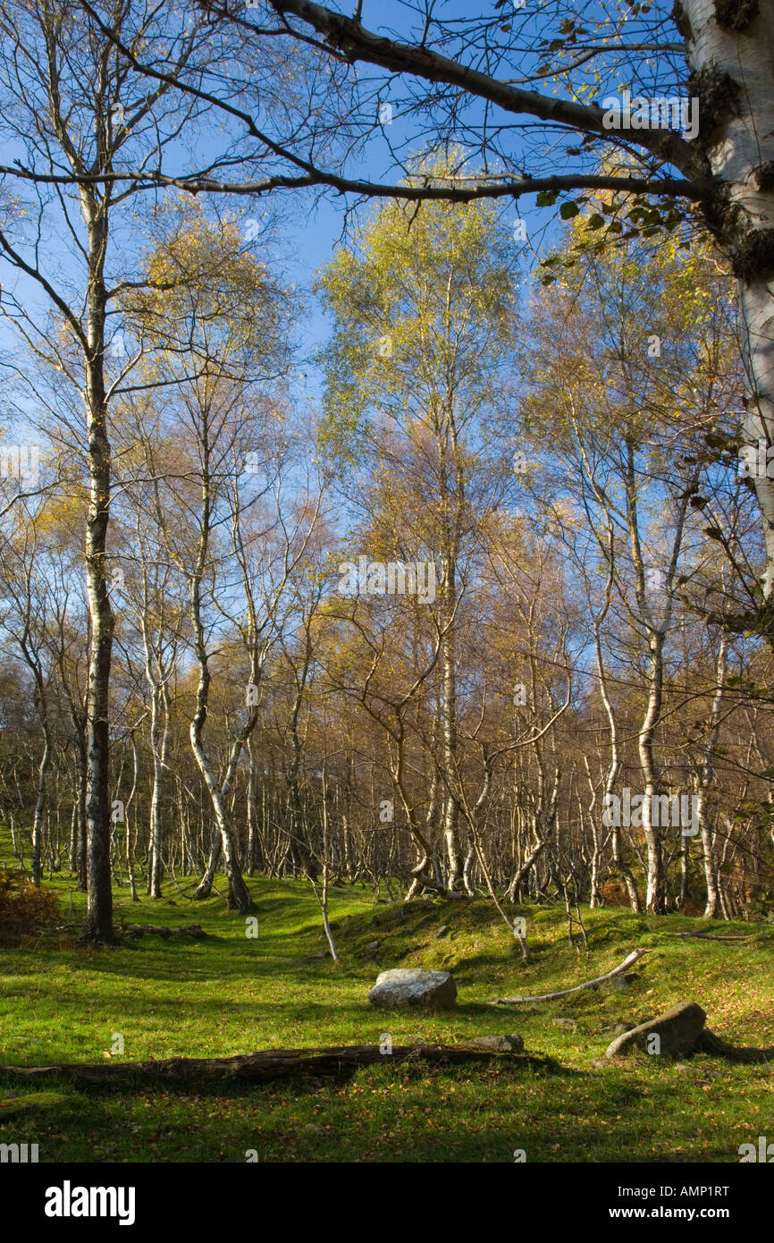 Birch Trees at Bole Hill Wood near Grindleford in the Peak District